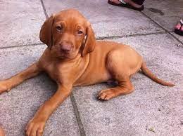 Advice from breed experts to make a safe choice. Hungarian Vizsla Puppies For Sale Lisburn County Antrim Pets4homes Vizsla Puppies For Sale Vizsla Vizsla Puppies