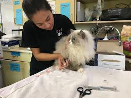 With so many kitties, even the volunteers get confused. Nearly All 45 Ragdoll Cats Rescued From Overcrowded Home In Mass Have Been Adopted The Boston Globe
