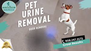 pet urine removal from carpet short