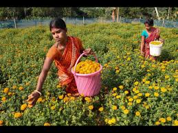 Flower Business And Earn Good Profit