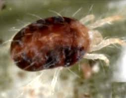 Identifying Spider Mite Damage And The Species Responsible