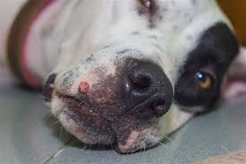 ps on dogs lips causes and