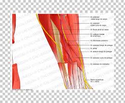 Nerve Nervous System Human Anatomy Forearm Muscular System