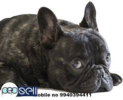 A french mastiff.these are beautiful dogs with whom we love. French Bulldog Puppies For Available In Chennai Chennai Free Classifieds