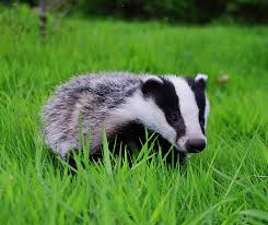 Walter the badger as a child.