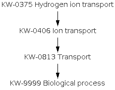 Hydrogen Ion Transport