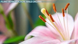 male reive parts of plants