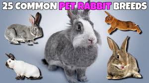 25 Rabbit Breeds With Pictures From Dwarf Rabbits To Giants