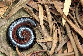 Get Rid Of Millipedes And Centipedes