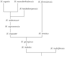 Homo Sapiens Family Tree May Be Less Complicated Than We