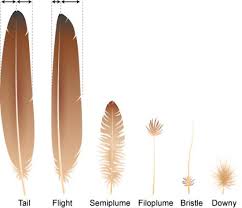Feathers Ask A Biologist