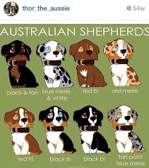Australian Shepard Coat Color Guide Australian Shepherd