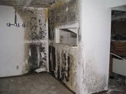 Basement Solutions Mold Removal And