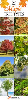 25 stunning types of maple trees for