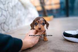 We have placed pups all over the the northwest including portland, beaverton, hillsboro, salem, corvallis, the da Dachshund Puppies For Sale Seattle Wa Dachshund Puppies Dachshund Puppies For Sale Puppies