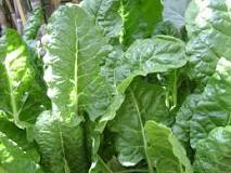 Top 14 Steps to Boost Spinach Yield: How to Increase ...