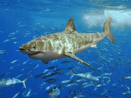 White Shark Five Most Dangerous Sharks To Humans
