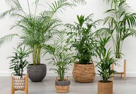 Tropical Indoor Plants How To Grow