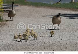Goose family. A mother and father goose with their babies, walking along a  path. | CanStock