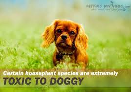 What Houseplants Are Poisonous To Dogs