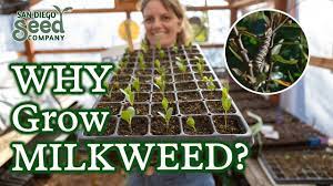 is your milkweed not germinating my