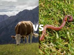 Is Vermicompost Better Than Manure