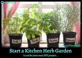 Starting A Small Kitchen Herb Garden