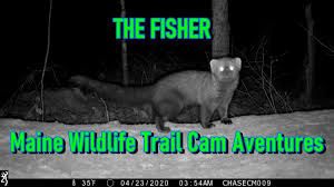 maine wildlife trail cam adventures