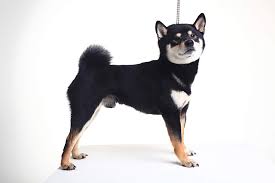 The shiba inu (柴犬, japanese: Japanese Shiba Inu Hunde Informationen Zu Den Rassen Omlet