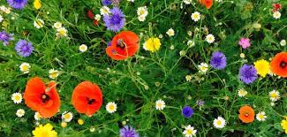 Wildflower Meadow Planting