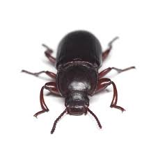 beetle infestations reading pest