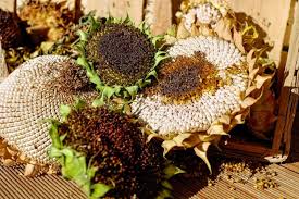 grow and care for sunflower plants