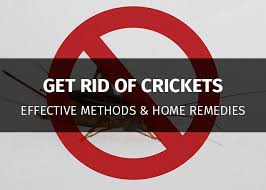 Get Rid Of Crickets Inside Your House