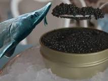 Image result for what does caviar taste like