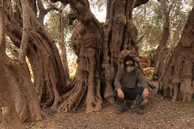 oldest olive trees