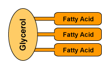 Chapter 5: Fats/Lipids Flashcards | Quizlet