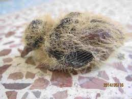 doves nesting on an electric fan for years