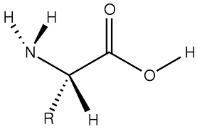 Amino Acid Wikipedia