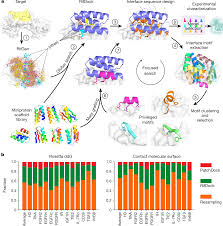 design of protein binding proteins from