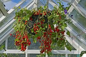 vegetables you can grow in hanging baskets