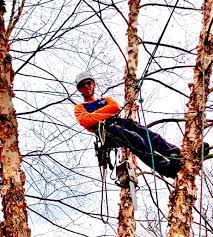 climber tree professional with climbing