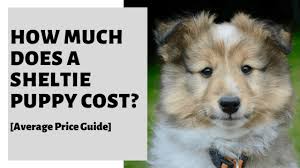 Lucy was bred in our 1st litter. How Much Does A Sheltie Puppy Cost Average Price Guide
