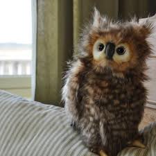 Image result for Stuffed Owl Pics