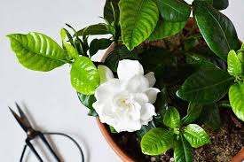 Tips For Growing Gardenias Indoors As