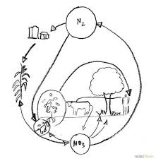cómo dibujar el ciclo del nitrógeno