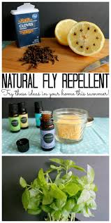 4 ways to make natural fly repellent