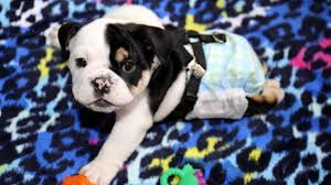 This is usually calculated as being any day before the 58 th day of gestation, although some puppies have been born within two days prior with no difficulties. Video Bulldog Pup Born With Half A Spine Loves Life Chelsea Dogs Blog