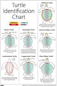 Sea Turtle Indemnification Chart Turtle Turtle Facts