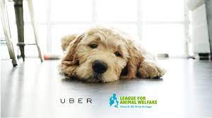 This is not a drill. Uberpuppies In The 513 Uber Blog