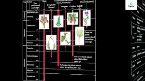 Stages Of Evolution Homo Sapiens Homo Erectus With